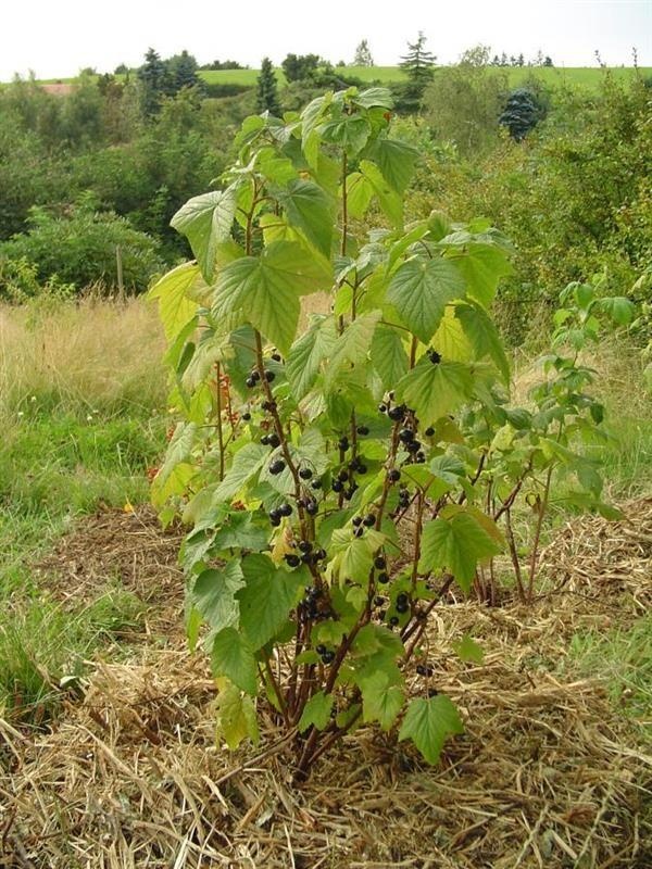 Ribes nero di Borgogna — photo 2