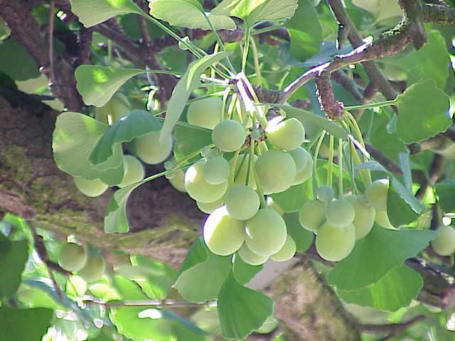 Ginkgo (gemma) — photo 2