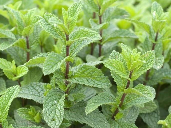 Menta piperita — photo 3
