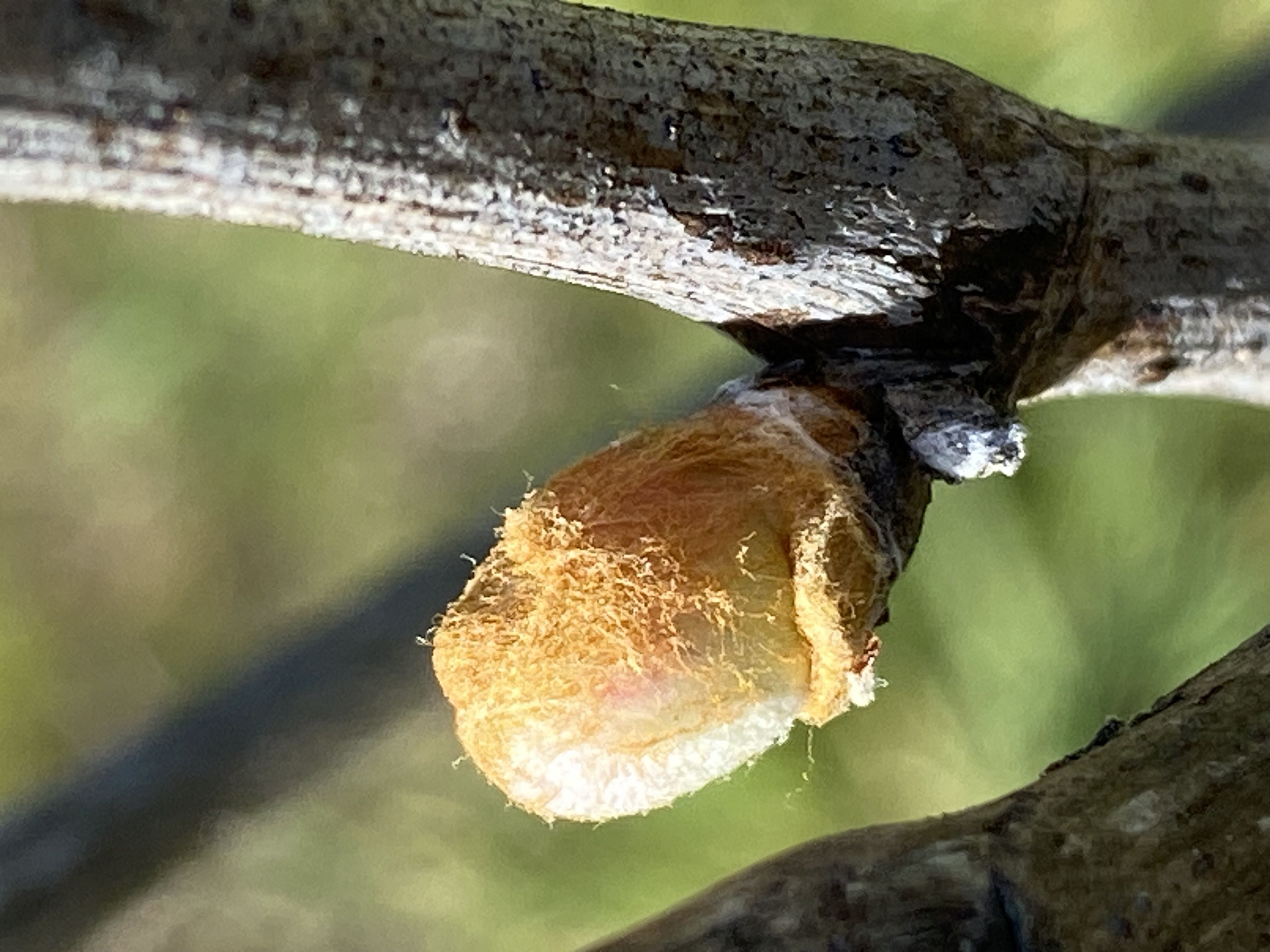 Decouvrez la distillation Macerato di gemme di vite rossa 100% biologico e artigianale