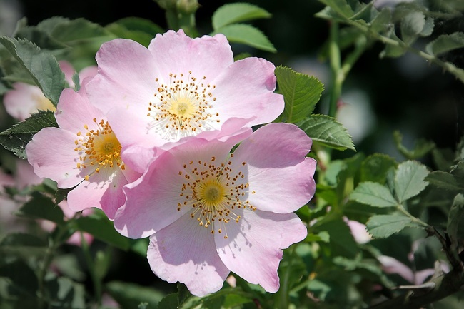 Rosa canina (gemma) — photo 3