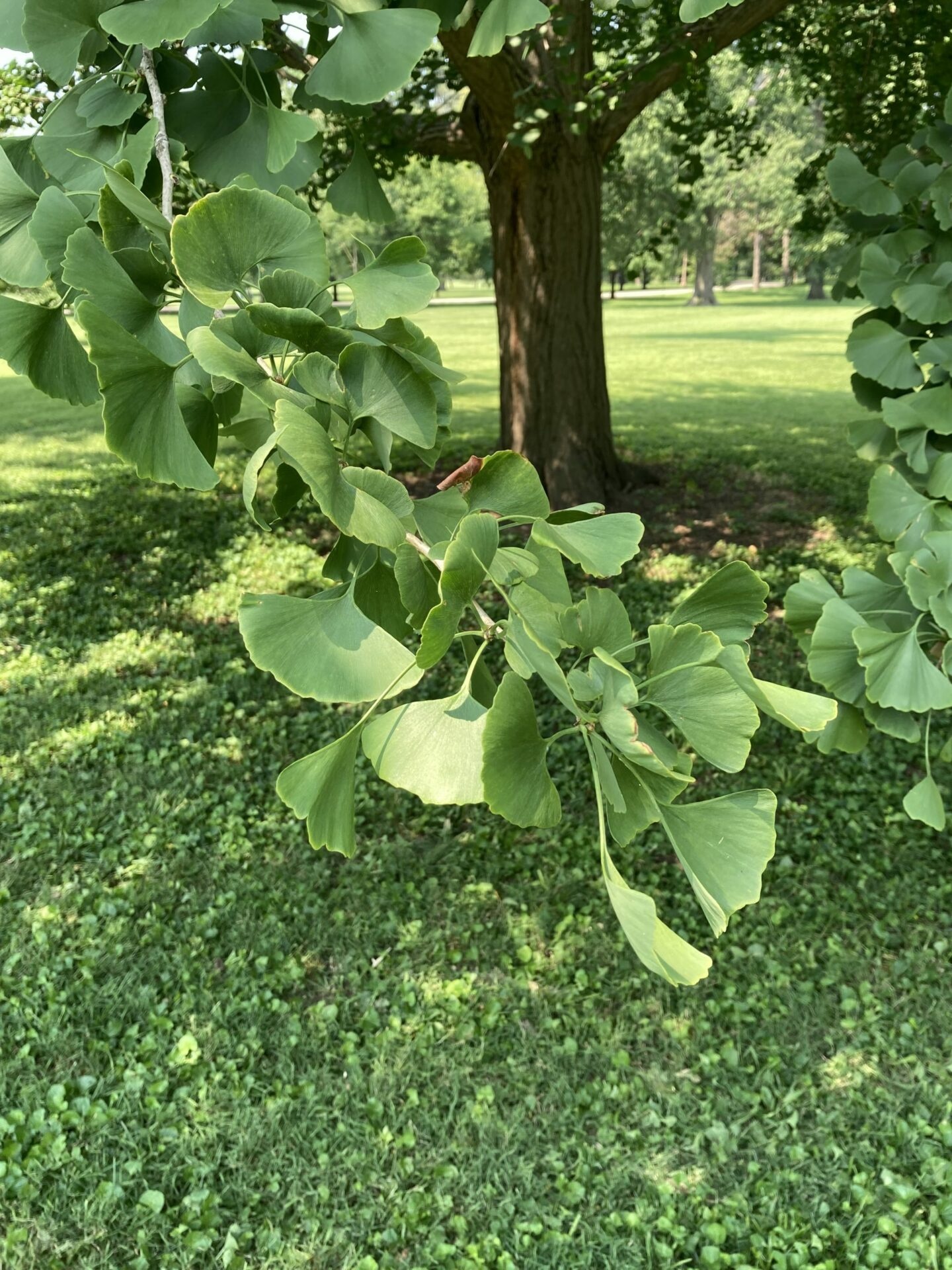 Ginkgo (gemma) — photo 3