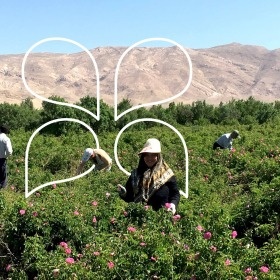 Il nostro produttore di rose in Iran
