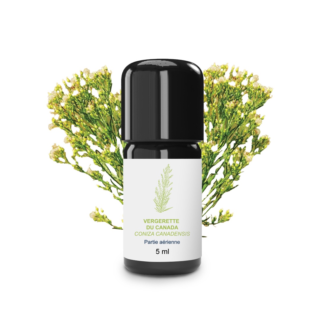Olio essenziale di Vergerette du Canada 100% biologico e artigianale