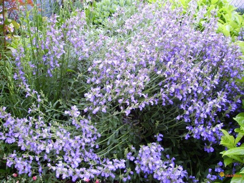 Salvia comune — photo 2