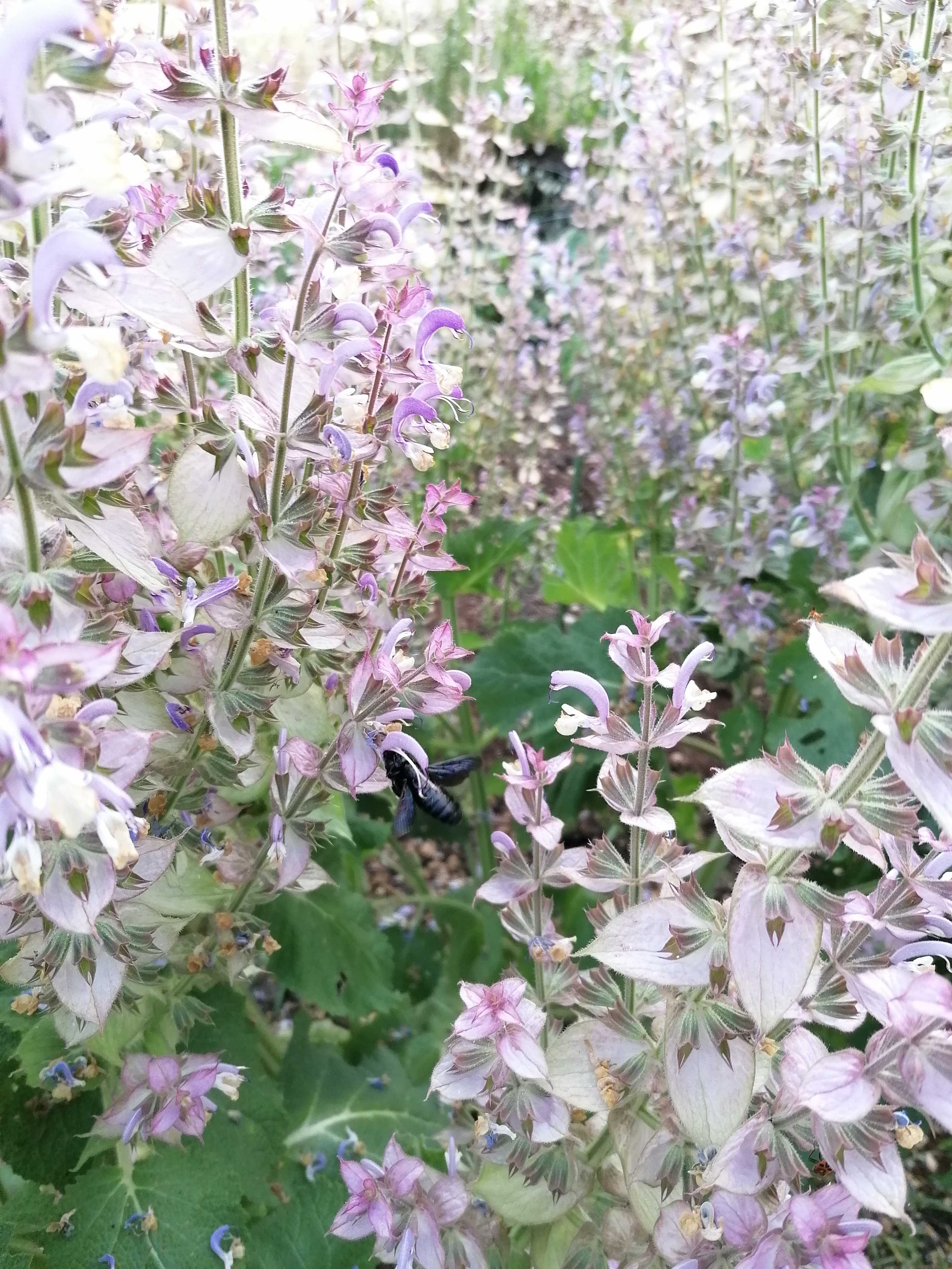 La distillazione di Salvia sclarea