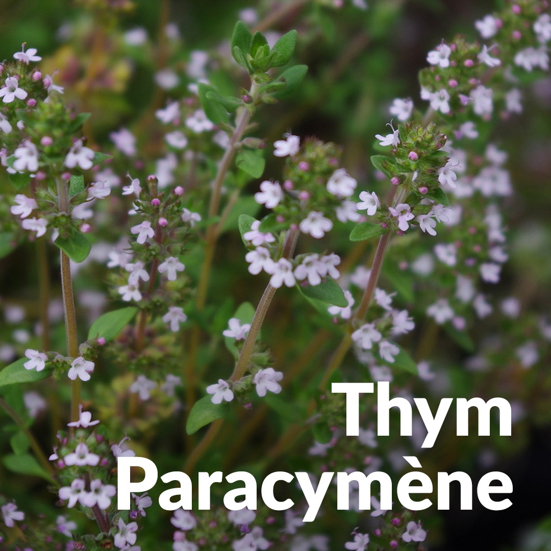 Paracymene timo