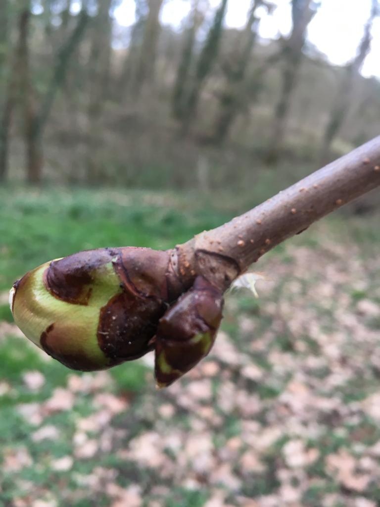 Decouvrez la distillation Macerato di gemme di ippocastano 100% biologico e artigianale