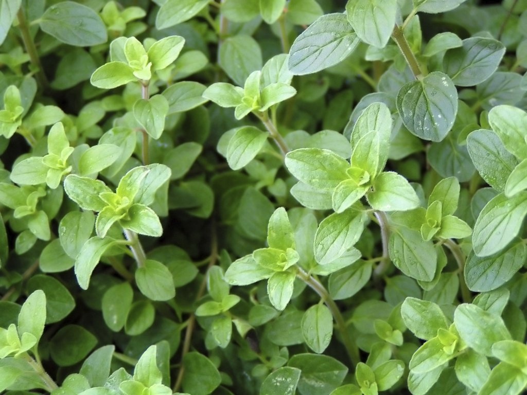 Origano — photo 2