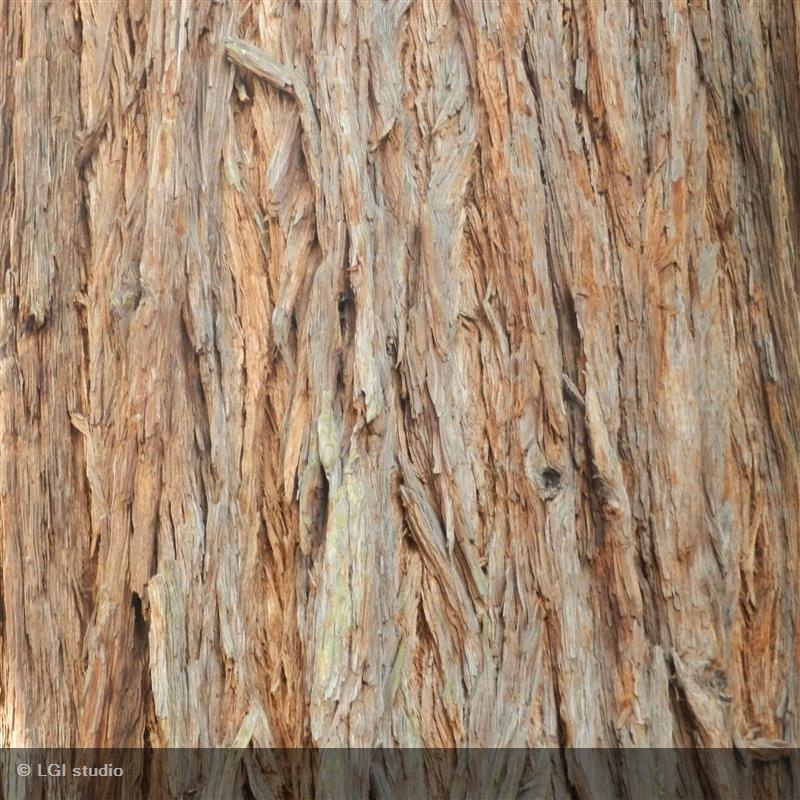 Sequoia gigante — photo 3