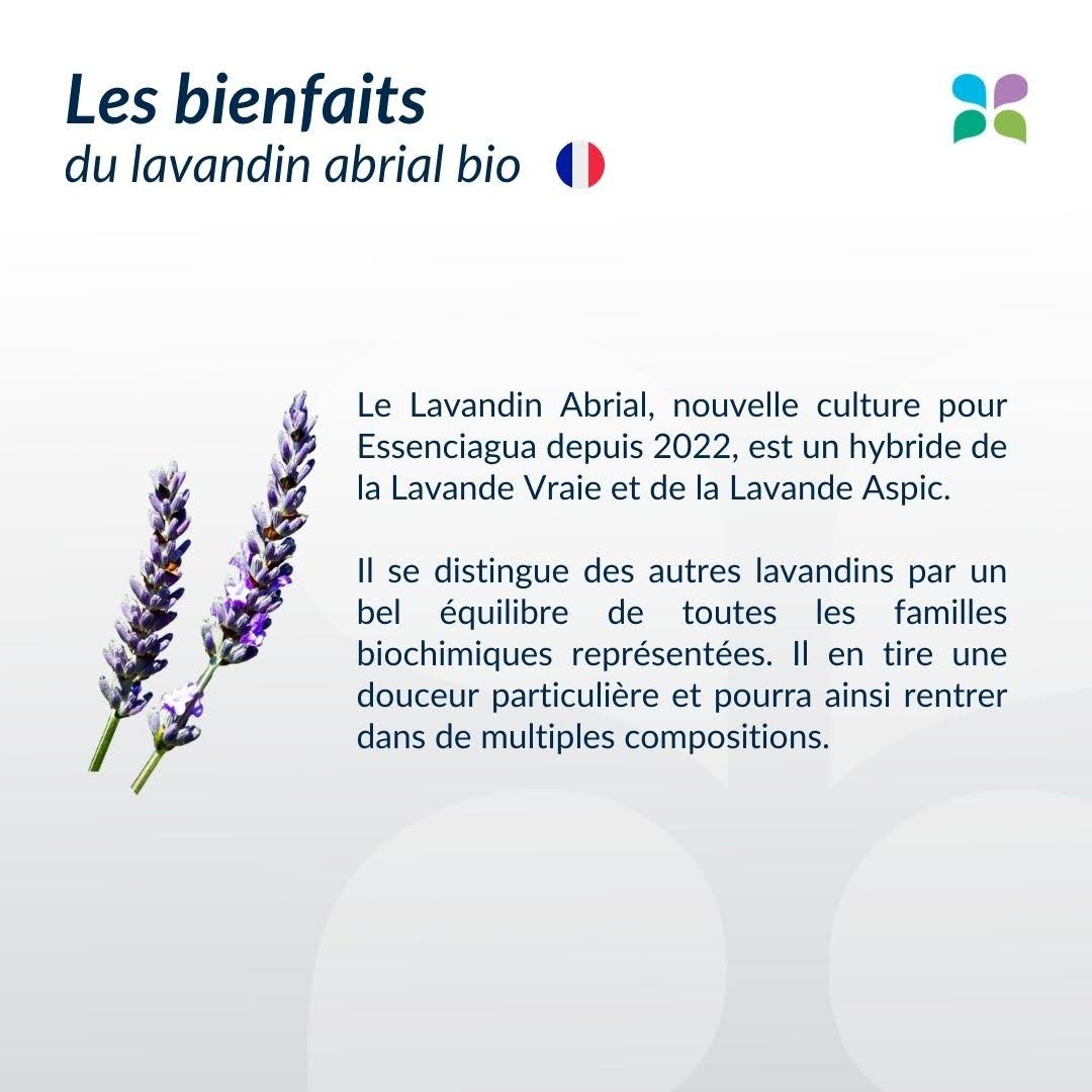 Lavandina abriale vs. lavanda fine di Causses