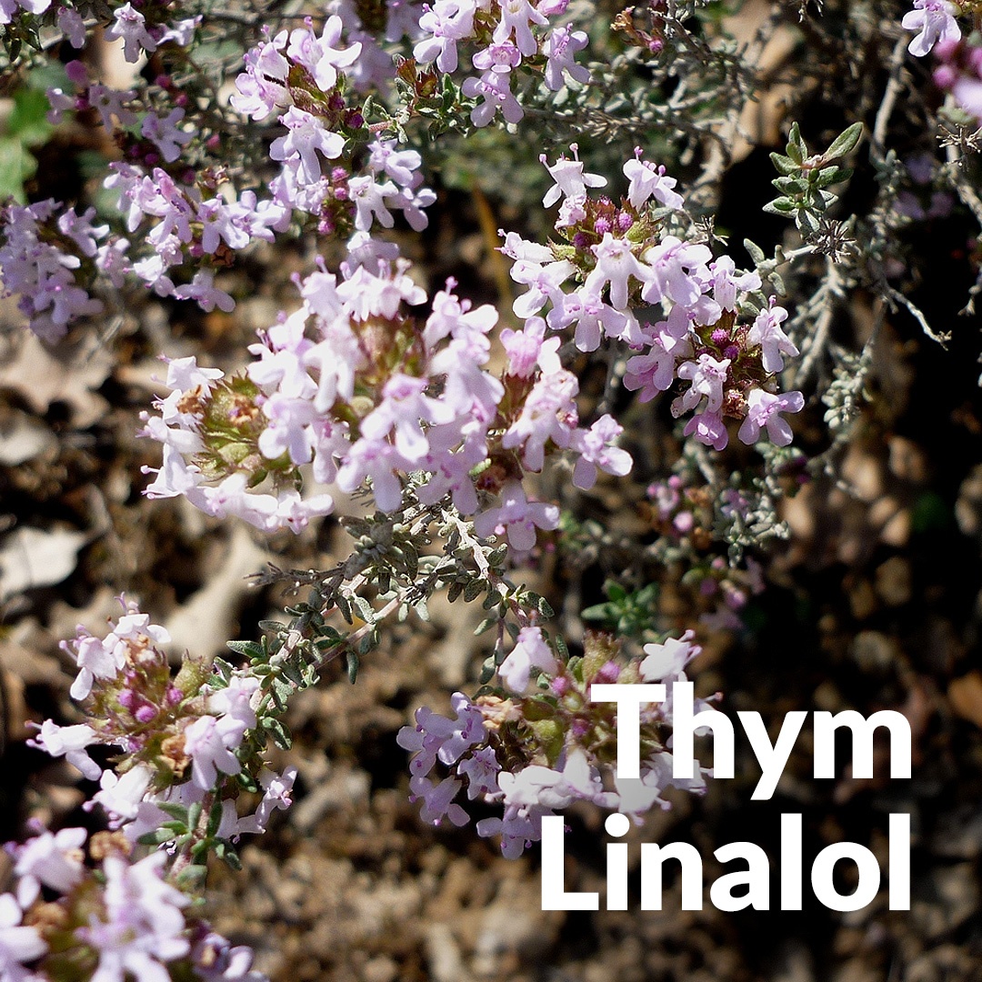 Timo linalolo