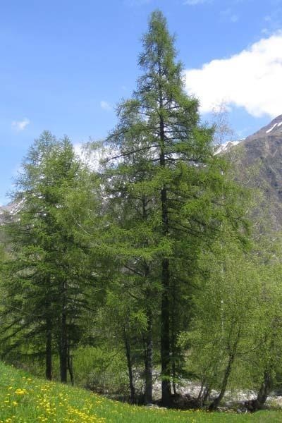 Larice — photo 3