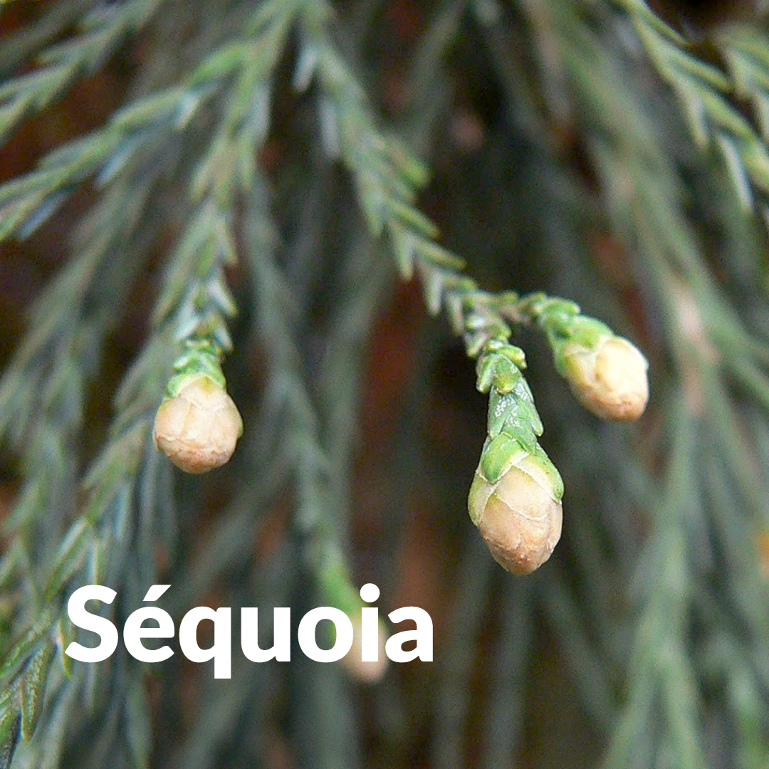 Sequoia (Germoglio)