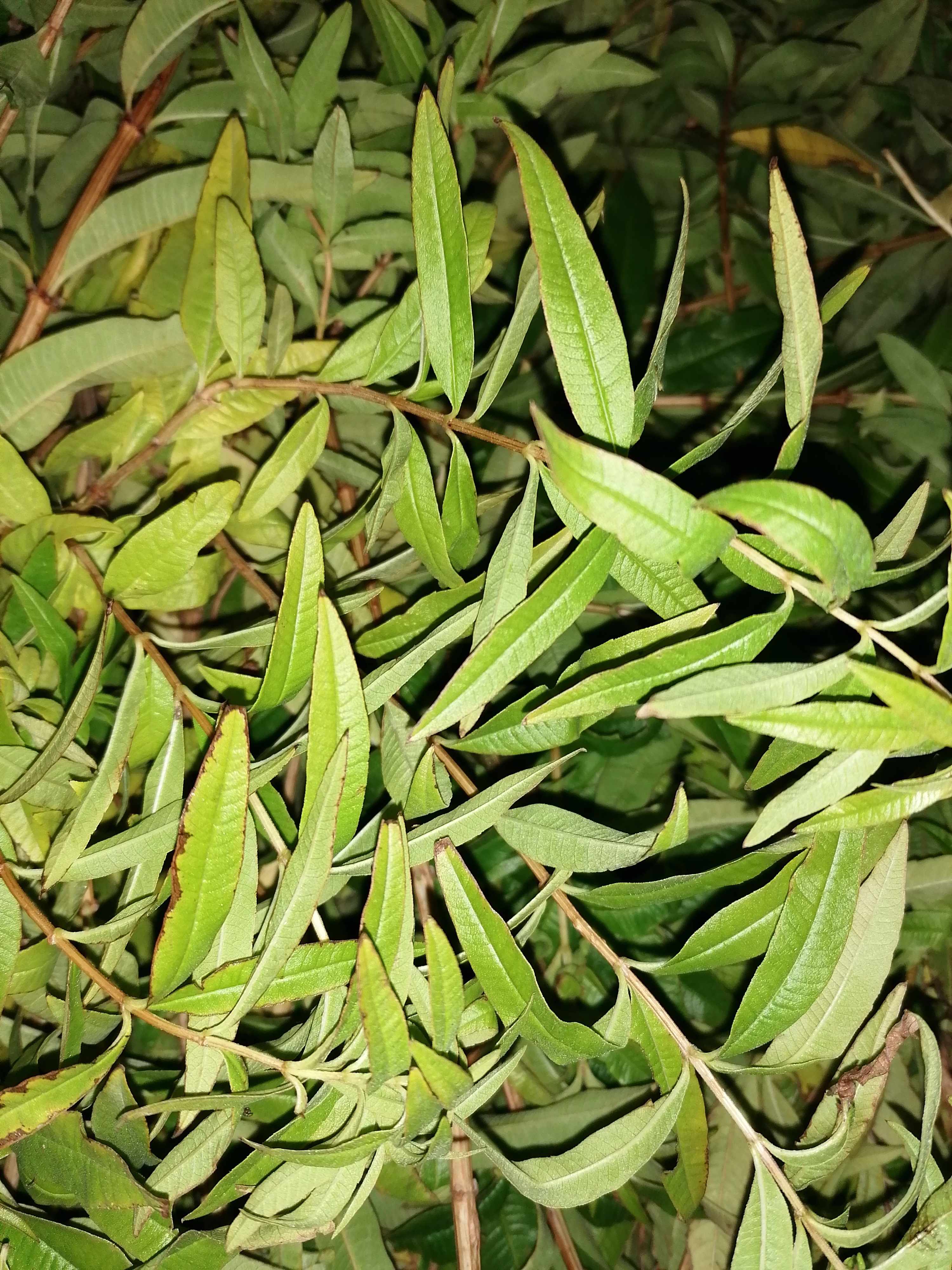La distillazione di Verbena del limone di Tarn