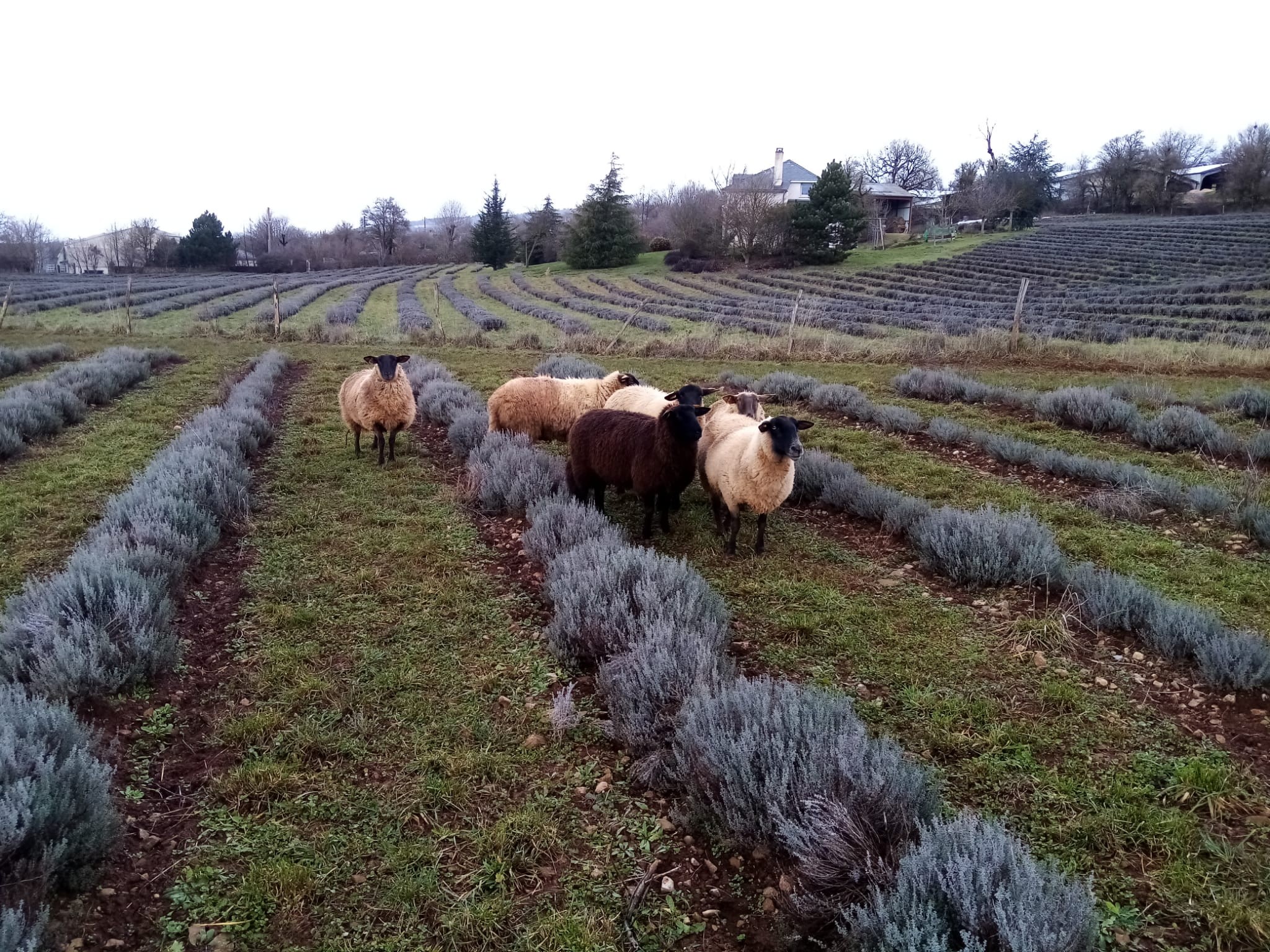 La distillazione di Lavandino abriale