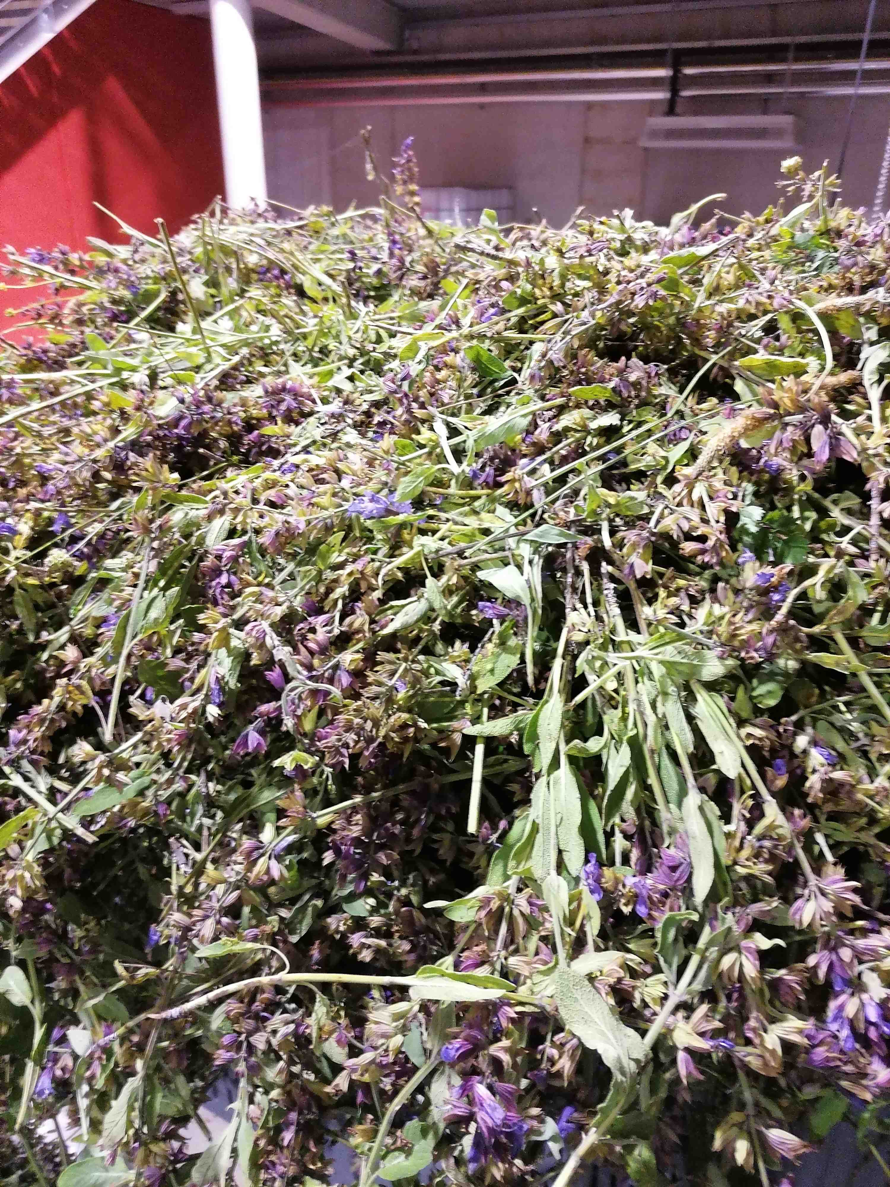 Decouvrez la distillation Idrolato di salvia 100% biologico e artigianale