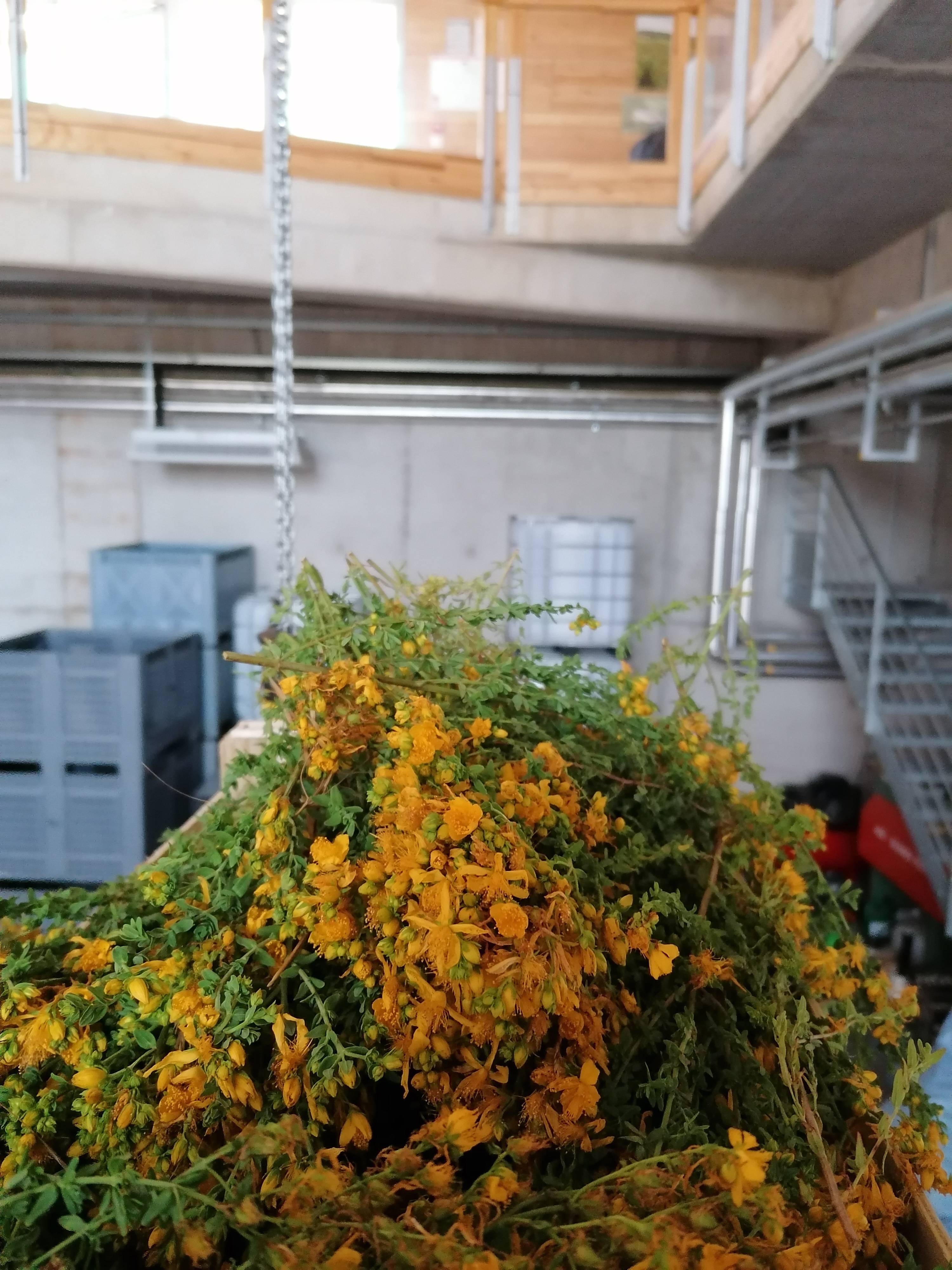Decouvrez la distillation Idrolato di iperico 100% biologico e artigianale