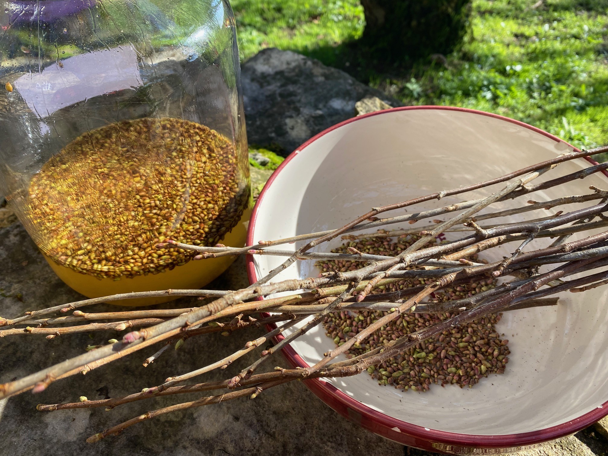 Decouvrez la distillation Macerato di gemme di ribes nero 100% biologico e artigianale