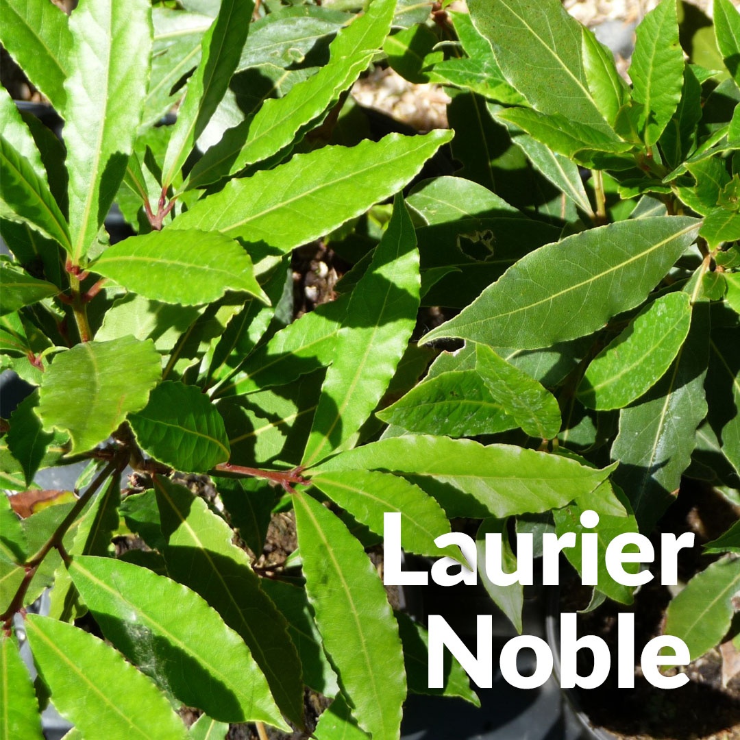 Alloro nobile