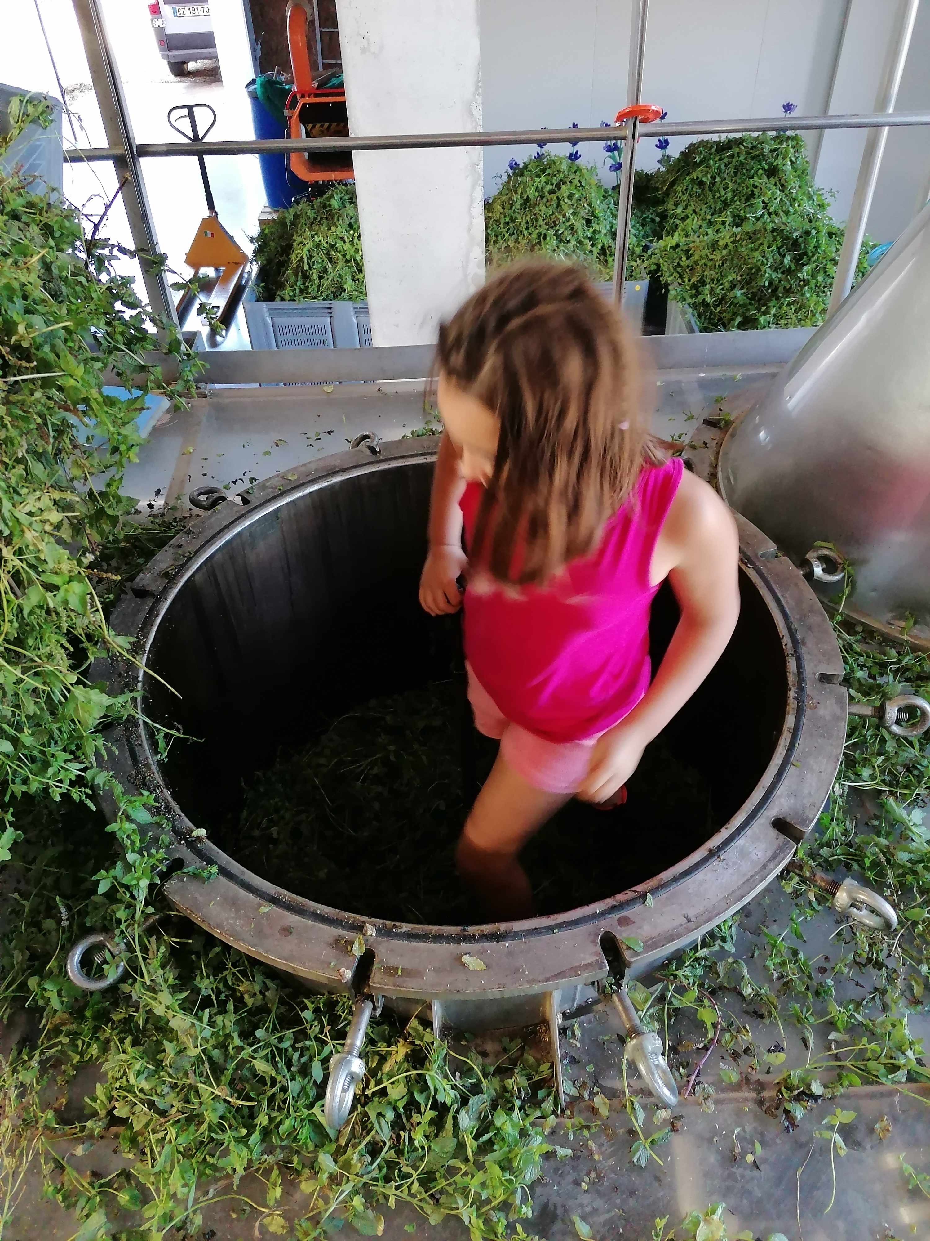 La distillazione di Menta speziata