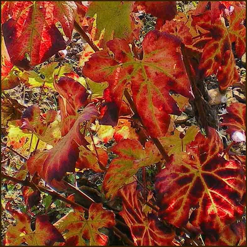 Vite rossa (germoglio) — photo 3