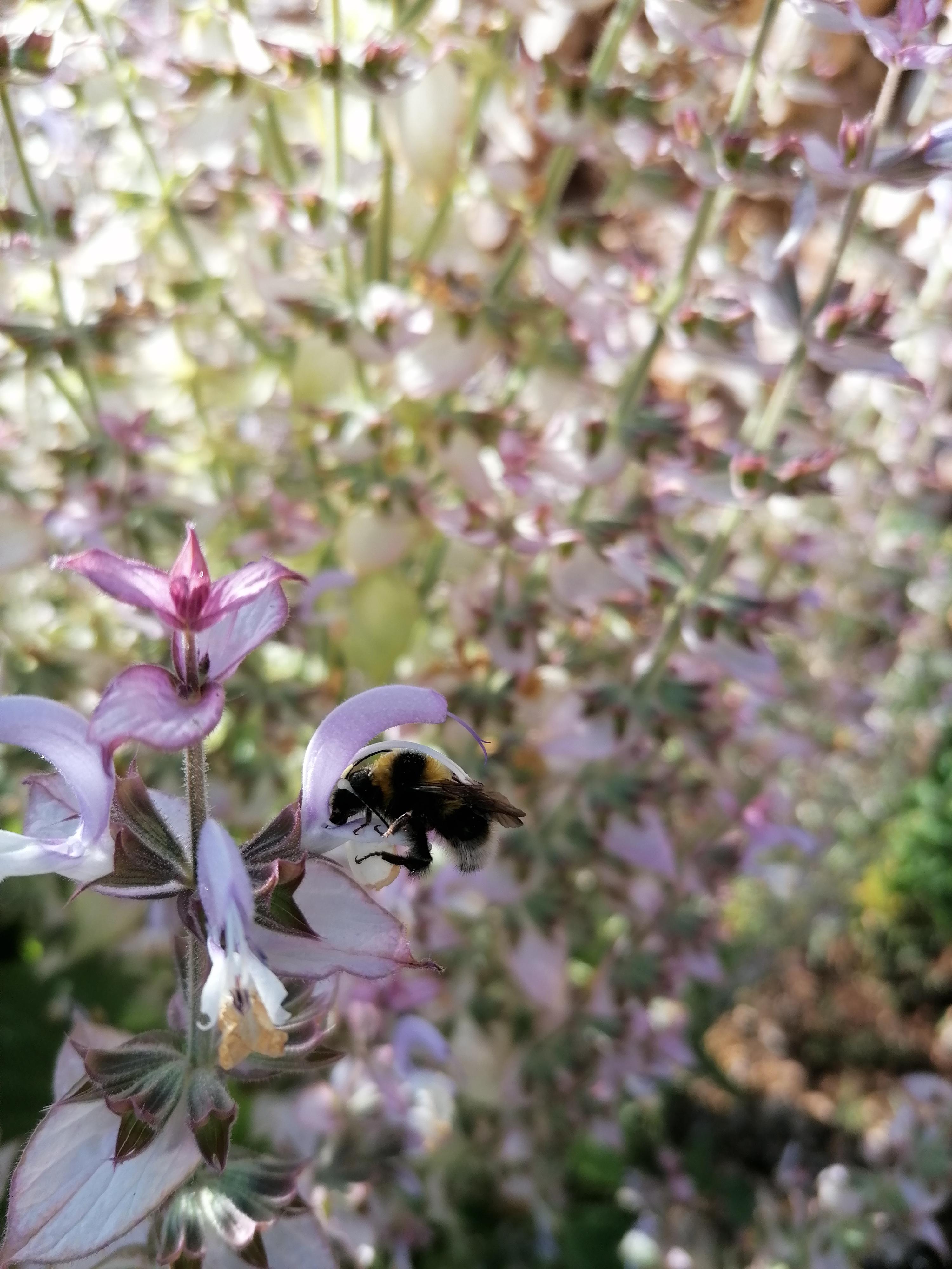 La distillazione di Salvia sclarea