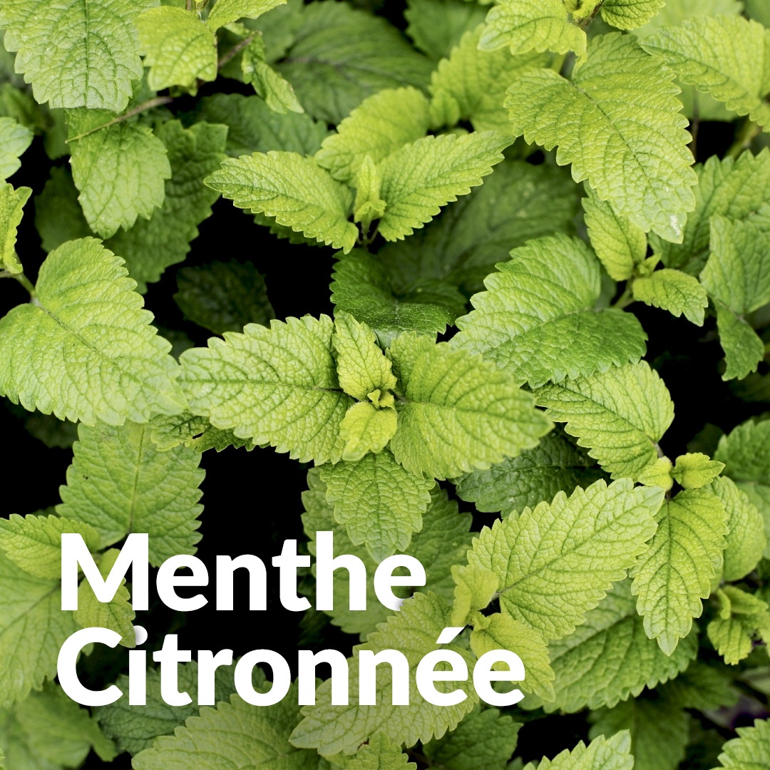Limone e menta