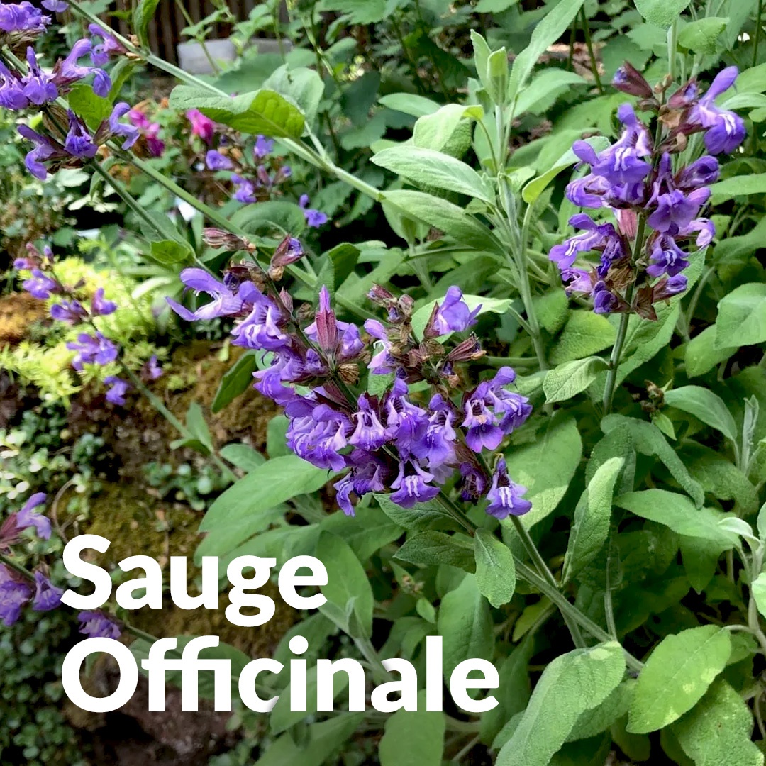 Salvia comune