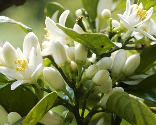 Neroli - Fiori d'arancio — photo 3