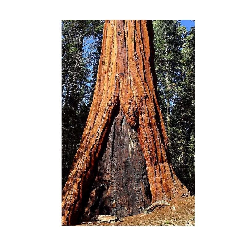 Sequoia gigante — photo 2