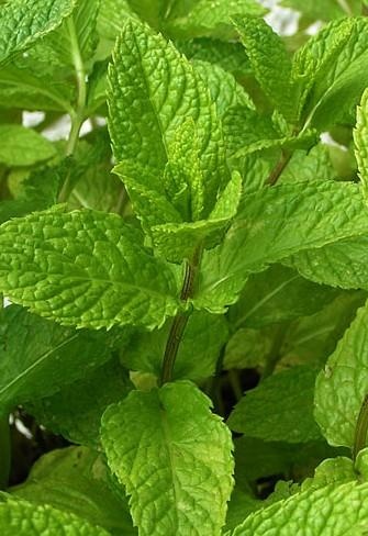 Menta speziata — photo 2