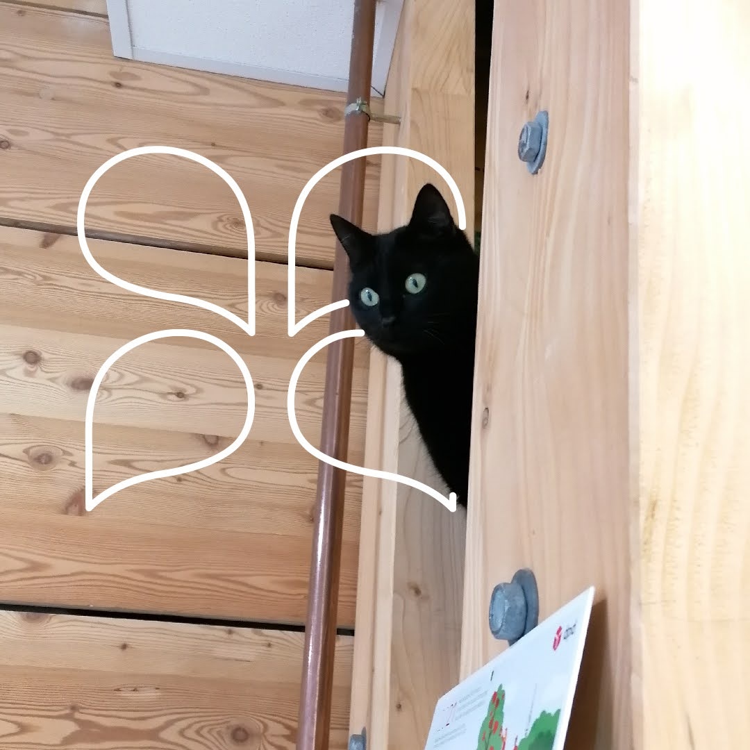 Idrolati biologici per calmare i gatti ✨🐱