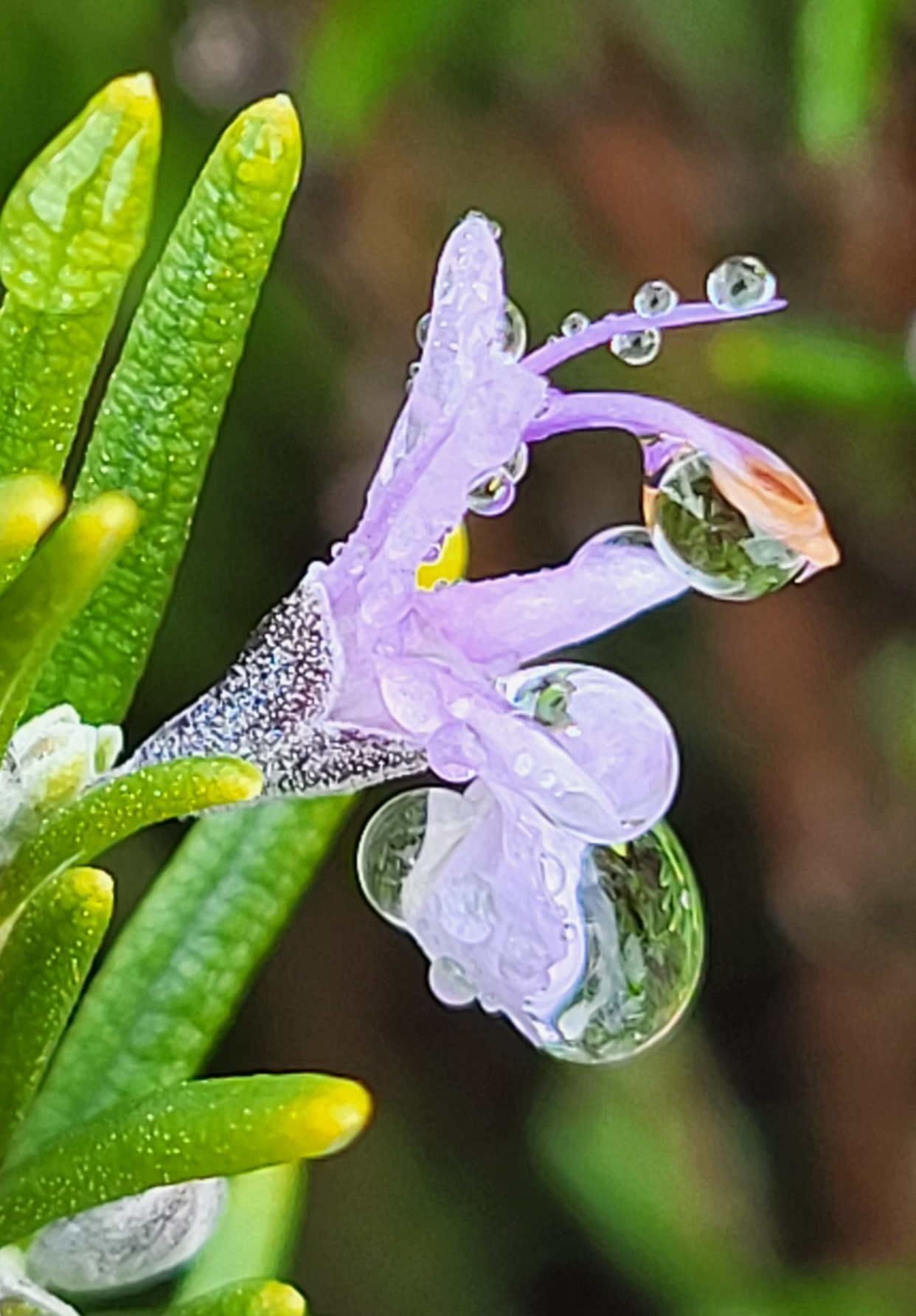 Decouvrez la distillation Olio essenziale di rosmarino officinale 100% biologico e artigianale