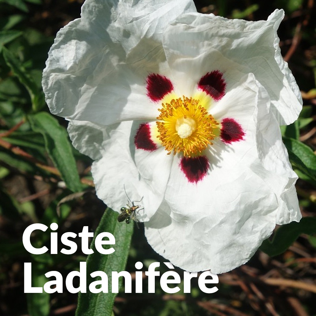 Cisto andaluso