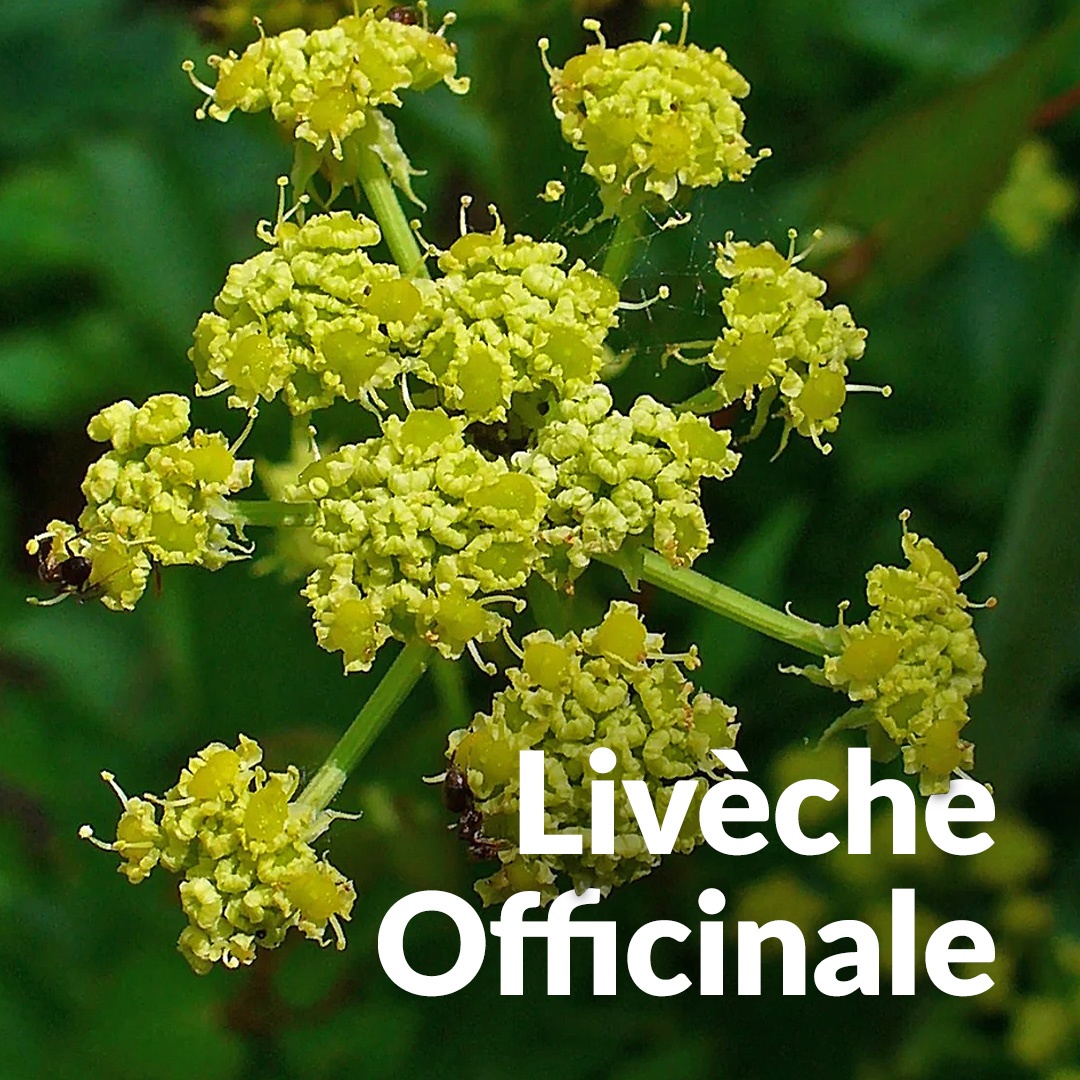 Livêche (Racine)