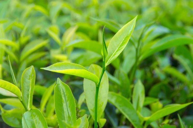 Albero del tè — photo 2