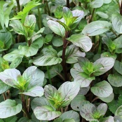 Limone e menta — photo 2