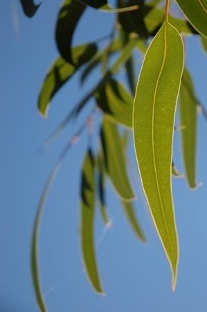 Eucalyptus globulus dall'Andalusia — photo 2