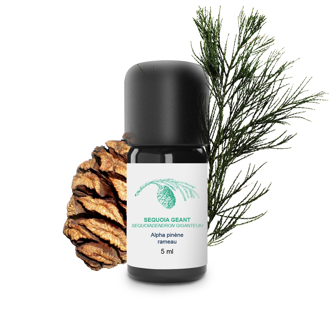 Olio essenziale di Sequoia gigante 100% biologico e artigianale