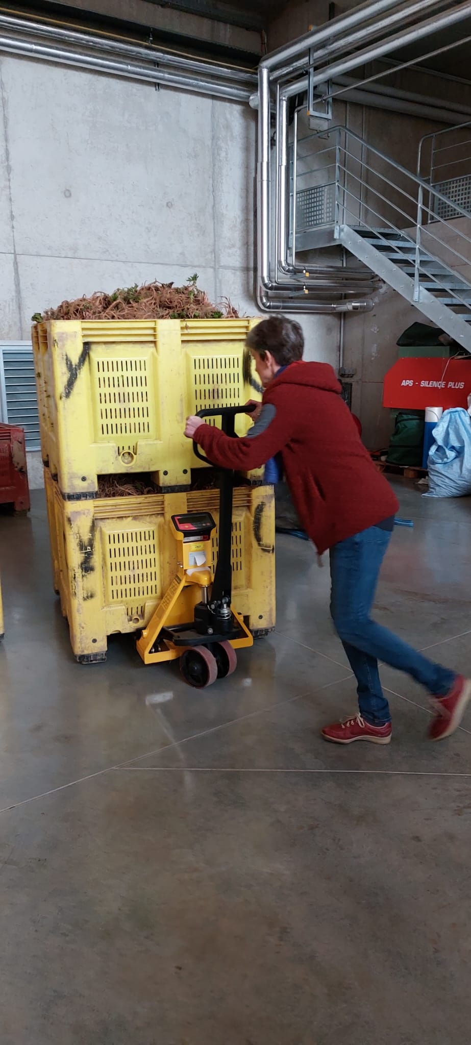 Decouvrez la distillation Olio essenziale di Angelica (radice) 100% biologico e artigianale