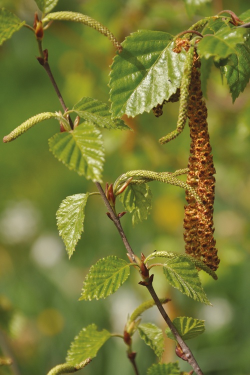 Betulla verrucosa (gemma) — photo 2