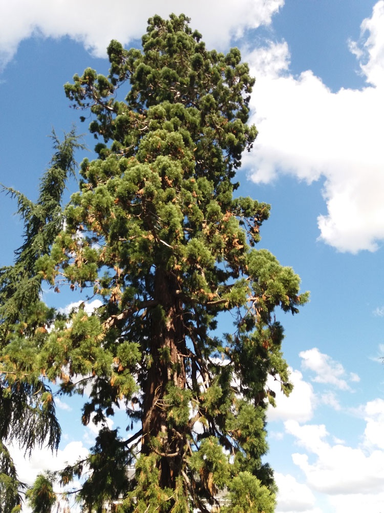 Sequoia (Germoglio) — photo 3
