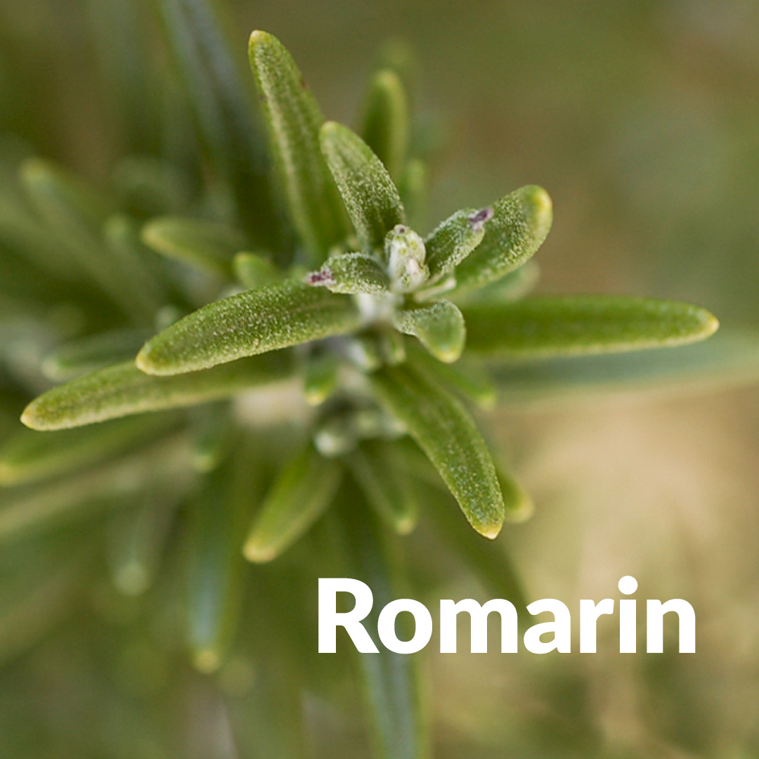 Rosmarino (germoglio)
