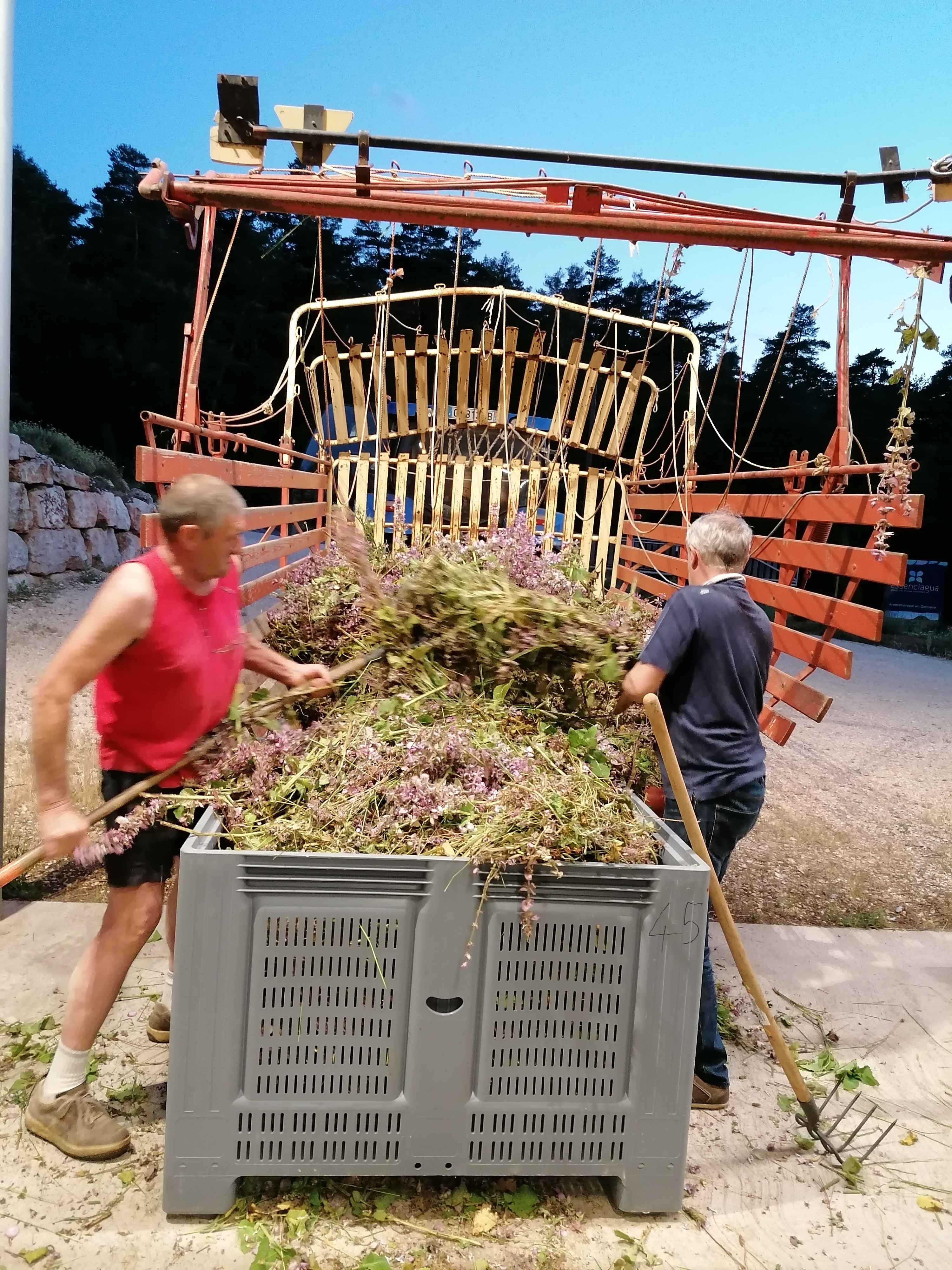 La distillazione di Salvia sclarea