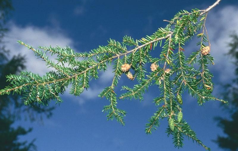 Cicuta — photo 2