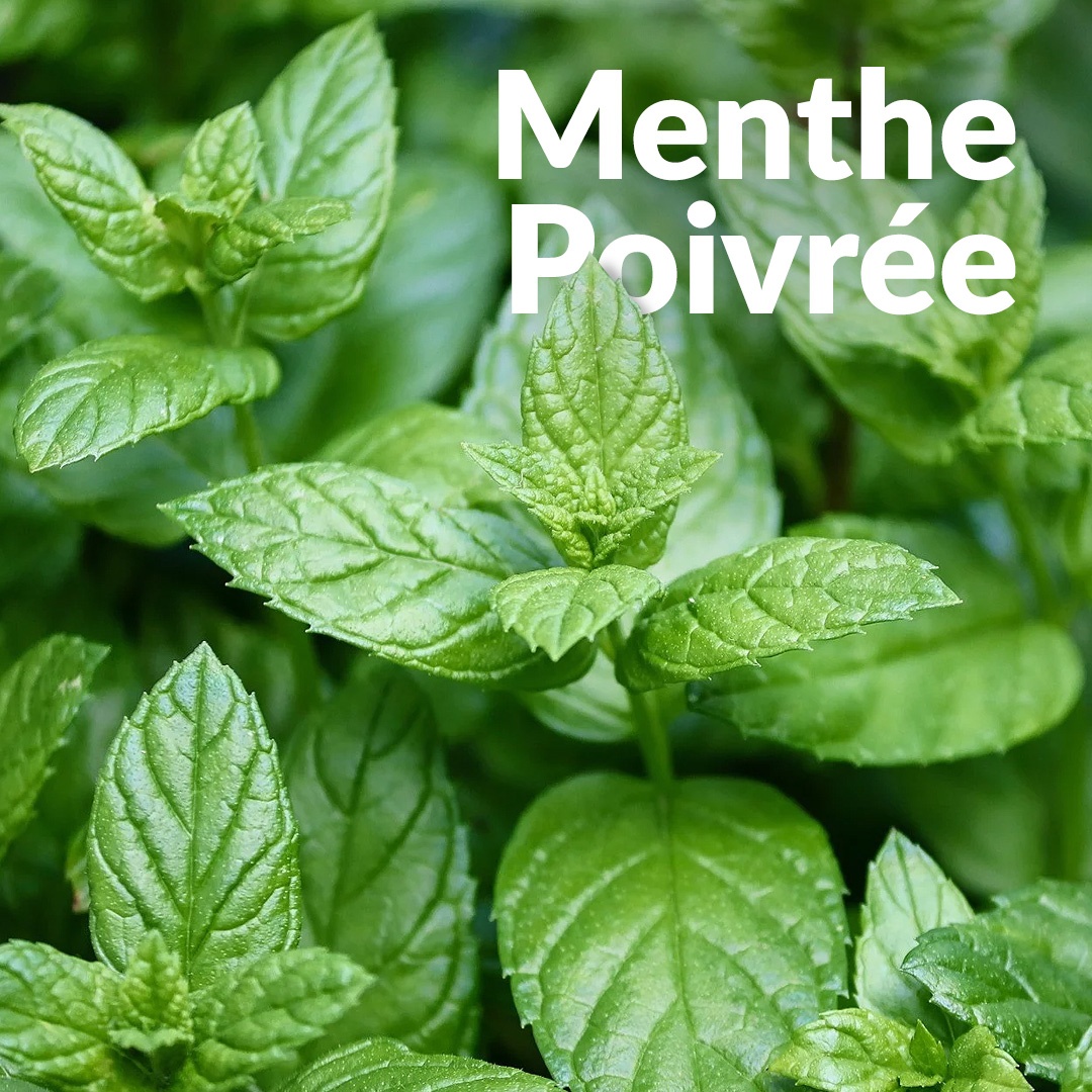 Menta piperita