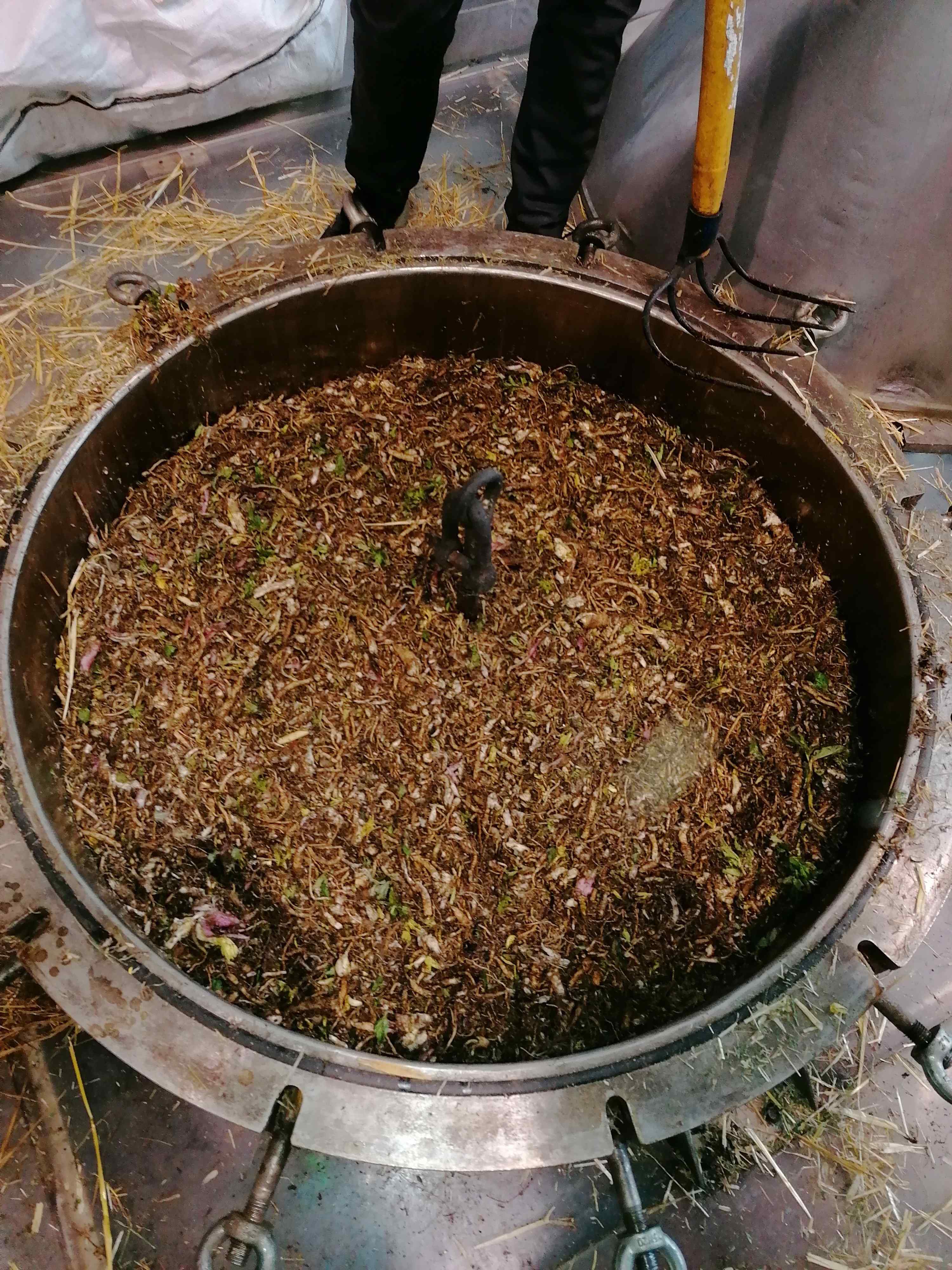Decouvrez la distillation Olio essenziale di Angelica (radice) 100% biologico e artigianale