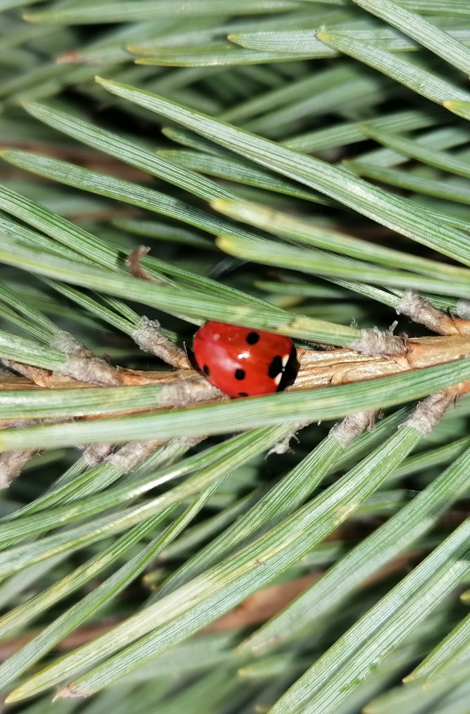 La distillazione di Pino silvestre