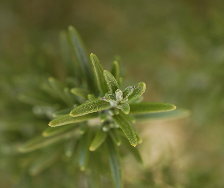 Rosmarino (germoglio) — photo 2